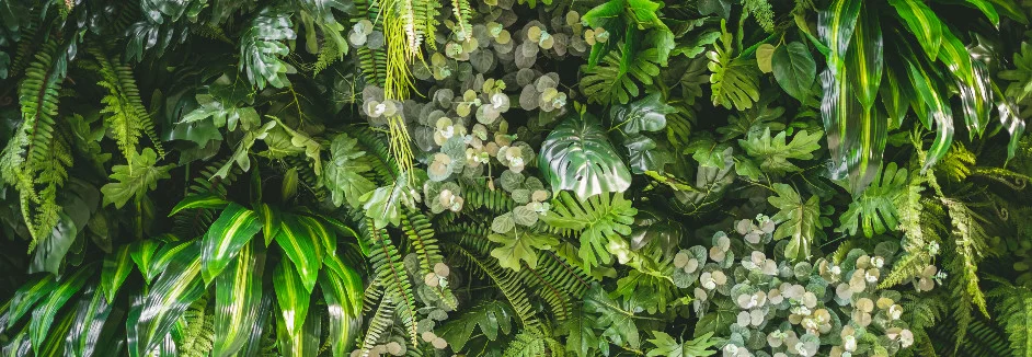 Wand mit verschiedenen grünen Pflanzen